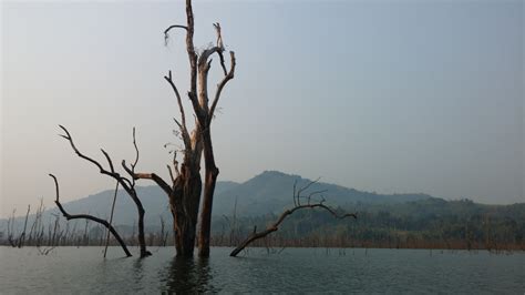 Free Images Tree Water Nature Wilderness Branch Winter Mist