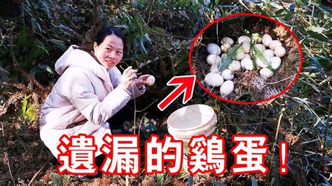 【石頭記事】小鄧進山撿杉樹枝，拔開草叢看到了什麼，讓老婆這麼開心 Youtube