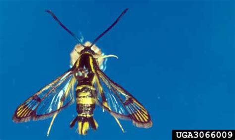 dogwood borer - Synanthedon scitula (Harris)