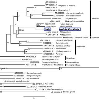 Bayesian Inference Phylogenetic Tree Based On Annelid Sequences Of