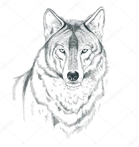 Lobo Wolf Dibujo Arte Dibujo A Mano Lobos Wolf En Dibujos Dibujos