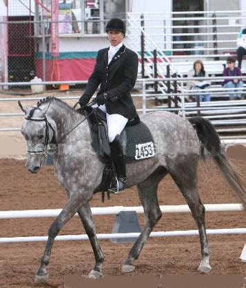 Anglo-Arabians - Dressage News