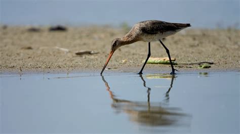 Vogelschutz Insel Kirr In Mecklenburg Vorpommern Naturefund