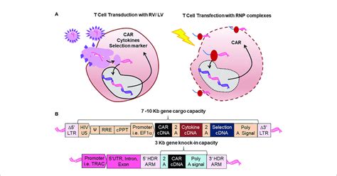 Comparison Between Retroviral Vector And Lentiviral Vector Rv Lv