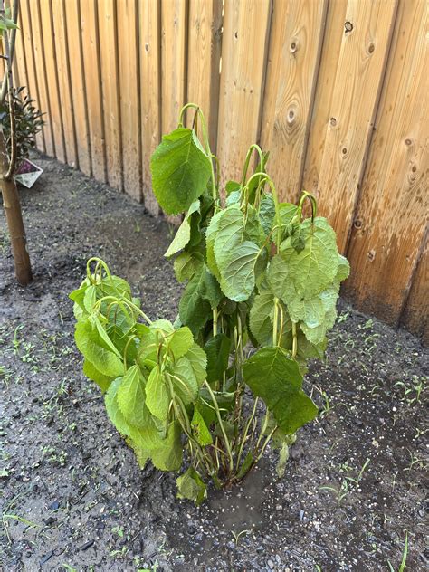 Thoughts on this hydrangea? New plant mom! Help! : r/hydrangeas