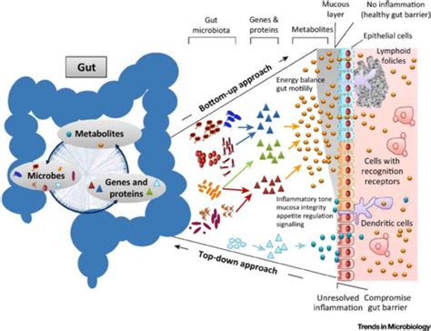 Host And Microbiome NOT FINISHED Flashcards Quizlet