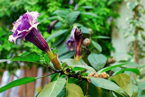 Poisonous Datura Grass Blooms. Stock Photo - Image of wildflower, herb ...