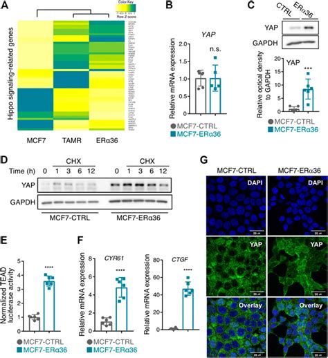 Frontiers The Essential Role Of Yap In Er Mediated Proliferation