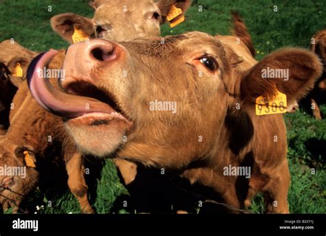 Cow Tongue Hi Res Stock Photography And Images Alamy