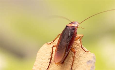 Comment se débarrasser des cafards de jardin Organizen