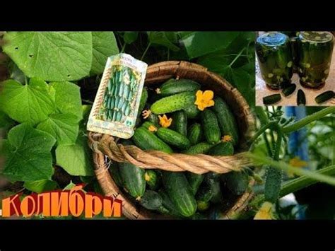 Если любите ОГУРЦЫ ПИКУЛИ ИЛИ КОРНИШОНЫ посадите даже у себя дома на бал...