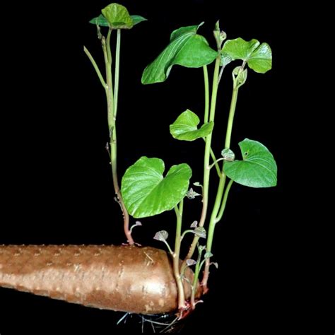 Starting Sweet Potato Slips How To Grow Sweet Potatoes From The Store