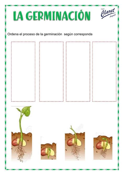 El Ciclo De Vida De Una Planta Worksheet Live Worksheet Nbkomputer