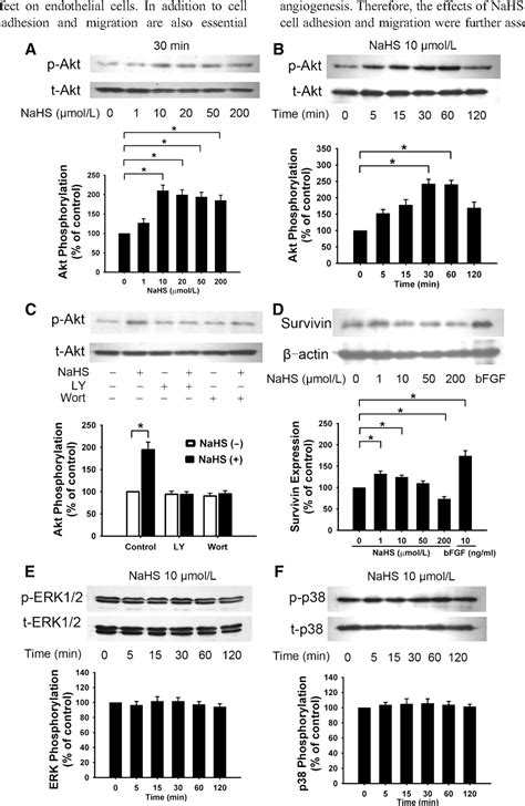 Figure From The Novel Proangiogenic Effect Of Hydrogen Sulfide Is