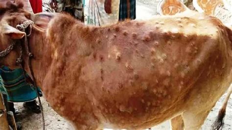 Lumpy Skin Disease पशुओं से इंसानों में नहीं फैलती लंपी स्किन बीमारी गडवासू यूनिवर्सिटी के