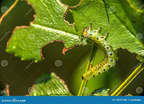 Macro View of One Caterpillar Eating Green Leaf in the Garden. B Stock ...