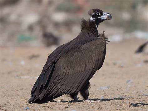 Monk Vulture Also Eurasian Black Vulture Also Cinereous Vulture