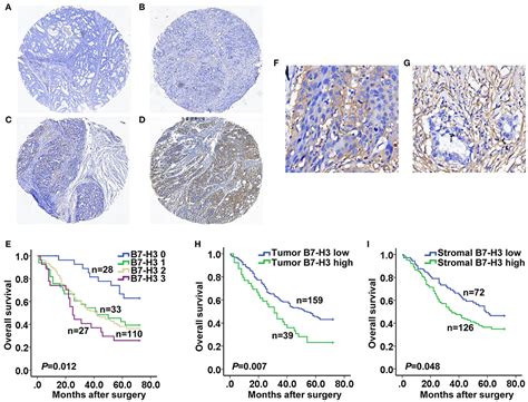 Frontiers Overexpression Of B H In Sma Positive Fibroblasts Is