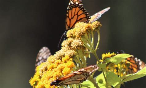 No Tiene Michoac N Problemas Para Conservaci N De La Mariposa Monarca