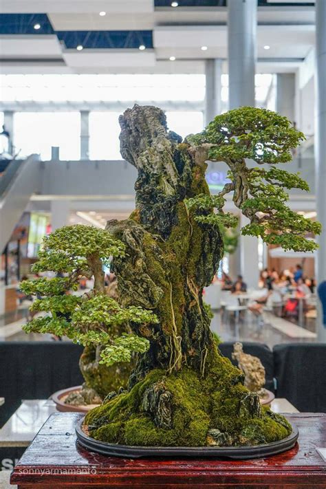 Bonsai Tree Care Indoor Bonsai Tree Bonsai Plants Bonsai Garden