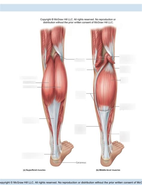 Posterior Superficial Inferior Lower Extremity Diagram Quizlet