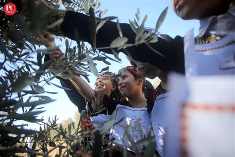 Olive Harvest Season in Palestine Begins amid Songs and Dance (PHOTOS ...