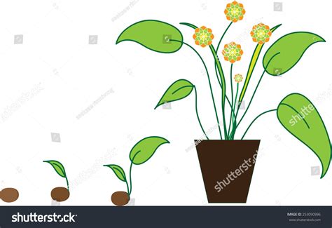 Timeline Infographic Planting Tree Process Flat Stock Vector Royalty