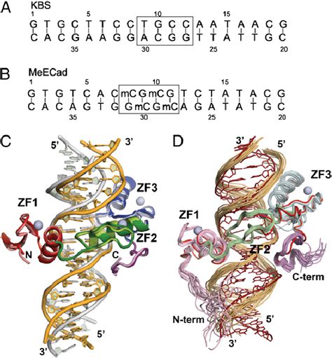 A Sequence Of Oligonucleotide Containing The Kbs Motif Tcctgcna Download Scientific