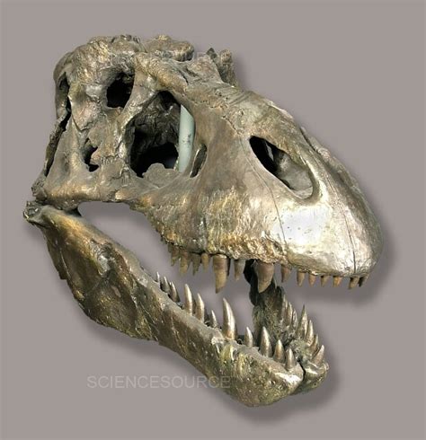 Photograph | Tyrannosaurus rex skull | Science Source Images