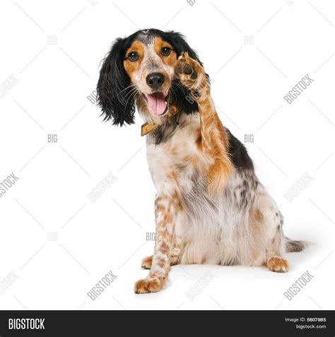 Cute Dog Waving Pawn Image & Photo (Free Trial) | Bigstock