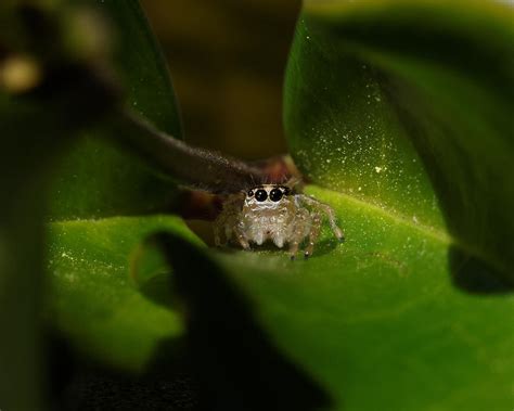 The Itsy-Bitsy Spider -- Jumping Spider in Templeton, California Photograph by Darin Volpe ...