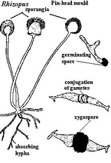 klimaks jamur  tempe
