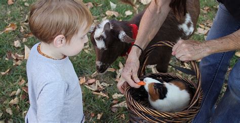 8 Best Farm Animals For Pets: Friendly Farm Animals For Kids