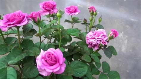 Cómo cultivar rosas a partir de Rose Calyx una guía detallada