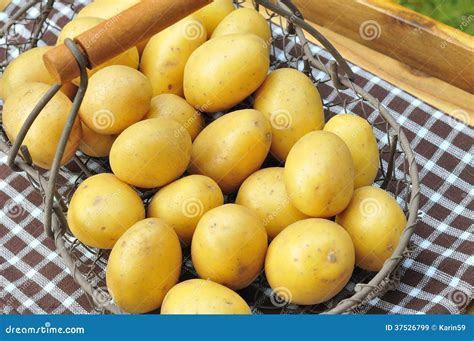 Pommes De Terre Crues Image Stock Image Du Moisson Patate