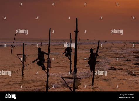 Las Siluetas De Los Pescadores Tradicionales De Sri Lanka Zancudos