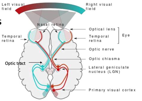 Visual Cortex Flashcards Quizlet