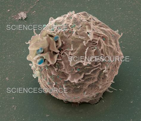 Macrophage Engulfing Bacteria SEM Stock Image Science Source Images