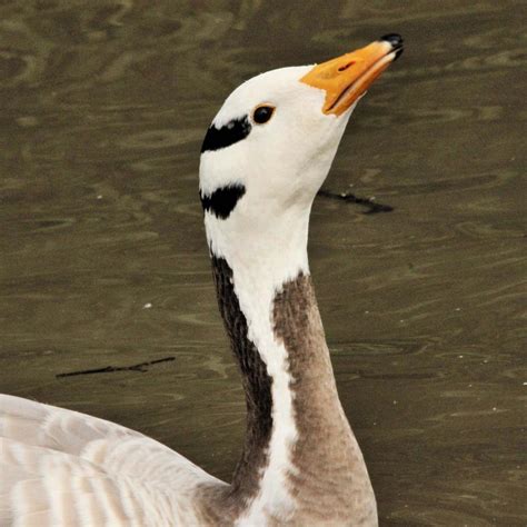 Goose Head Stock Photos, Images and Backgrounds for Free Download