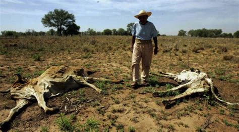 Sequía En Honduras Genera La Pérdida Y Muerte De Ganado Actualidad