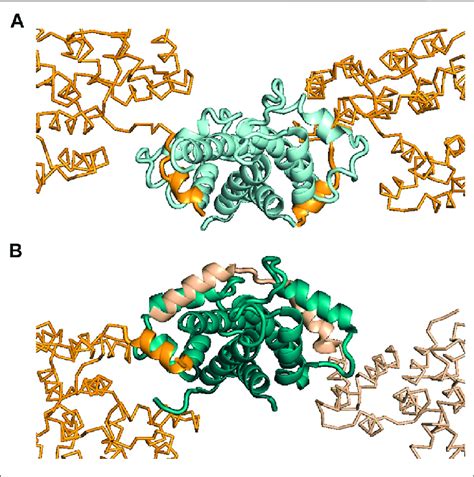 Interactions Made Between Anxa2 And Different S100 Proteins A Download Scientific Diagram