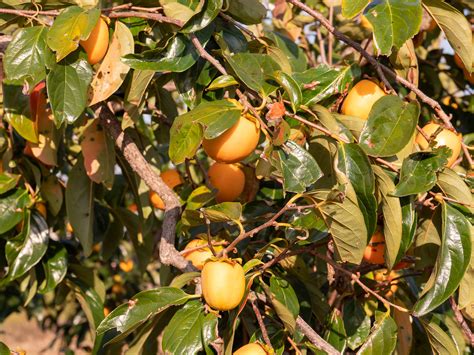 Persimmon Tree Identification Guide - Minneopa Orchards