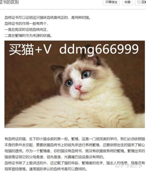 山猫布偶猫多少钱一只，山猫布偶猫价格 知乎