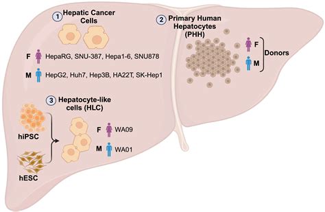 Sex Difference In Liver Diseases How Preclinical Models Help To Dissect The Sex Related