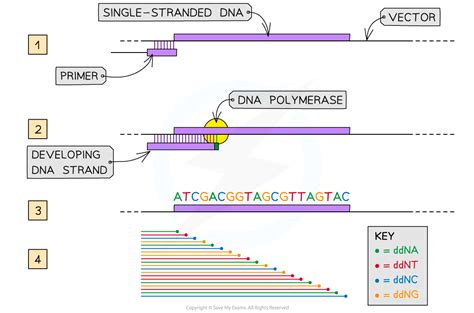 Aqa A Level Biology复习笔记834 Sequencing Methods 翰林国际教育