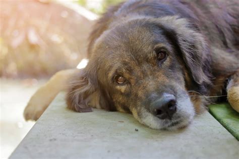 Cómo ayudar a tu perro para que viva más cómodo en sus últimos días