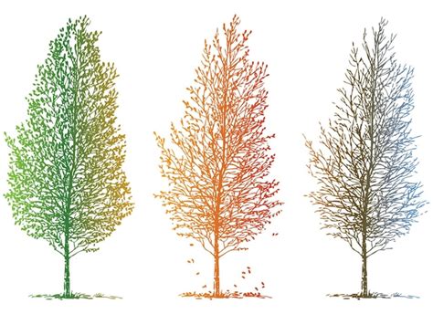 Vector De La Imagen De Bocetos De Rboles De Hoja Caduca En Diferentes