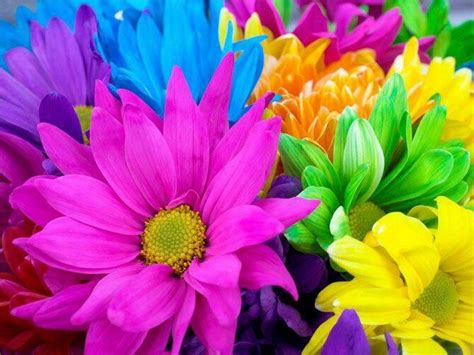 Why Are Flowers Brightly Colored Beautiful Insanity