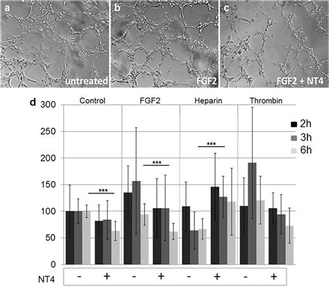 Effect Of Nt On Huvec Tube Formation A B C Representative Images