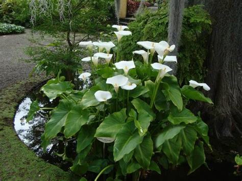 Calla Lily Flowers Add Gracious Beauty To Landscaping Ideas And Yard